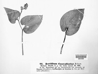 Puccinia sessilis image